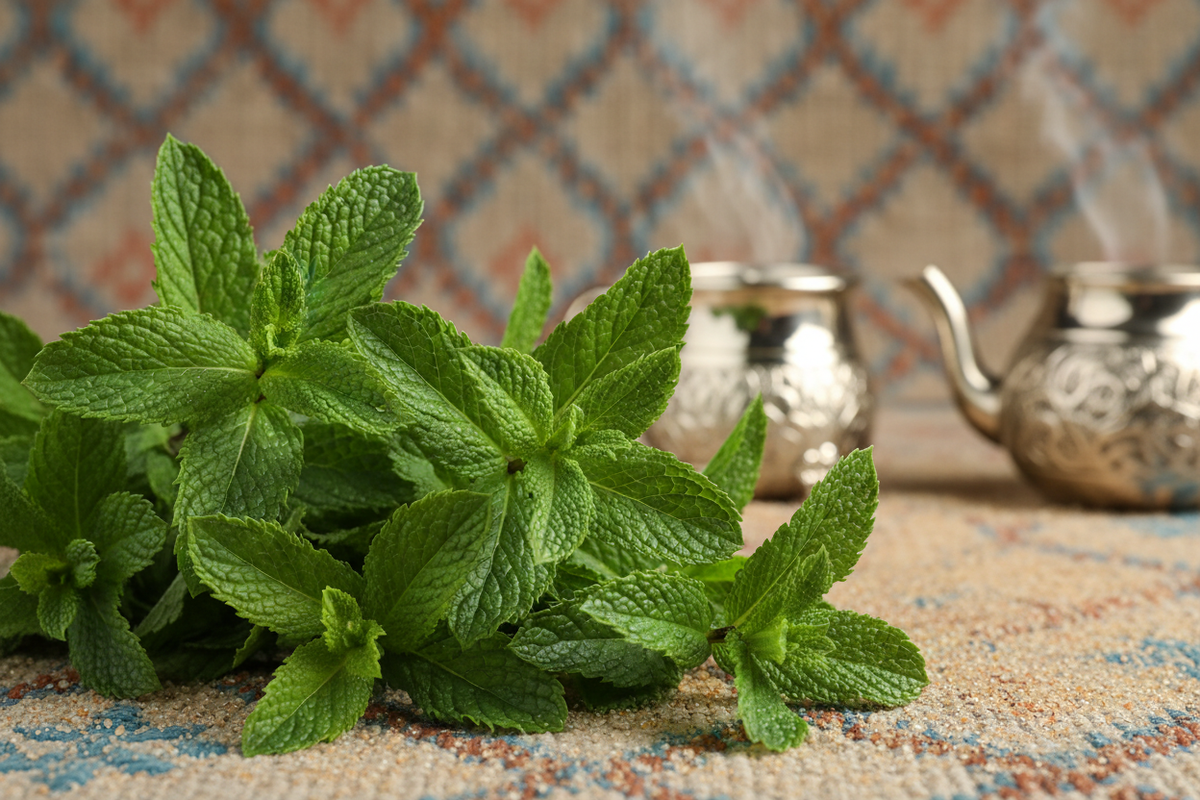 Moroccan Mint
